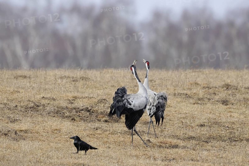 Common cranes, grey cranes, crane (Grus grus) pair, couple during mating season in early spring, in splendid plumage, summer plumage, courtship display, dancing and trumpeting. Courtship is not only about finding a mate, but also about cohesion, the bond between the partners, wonderful experience, impressive natural spectacle, wildlife, native nature, Mecklenburg-Western Pomerania, Germany, Western Europe