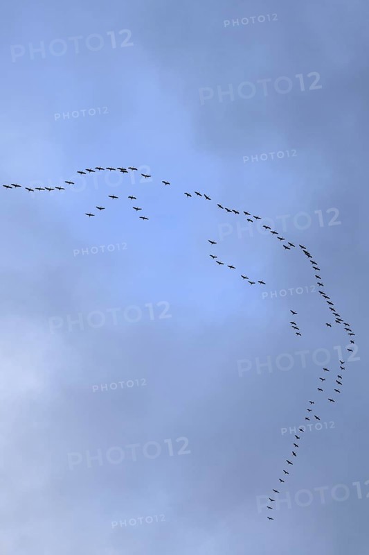 Cranes, grey cranes (Grus grus), crane migration, return of the cranes, cranes flying over, large flock of cranes, heralds of spring, large flock in flight, bird migration, typical flight formation, silhouettes in the sky, cranes returning, flying over Germany, bird migration in spring and autumn, native wildlife, native nature, Sauerland, North Rhine-Westphalia, Germany, Western Europe