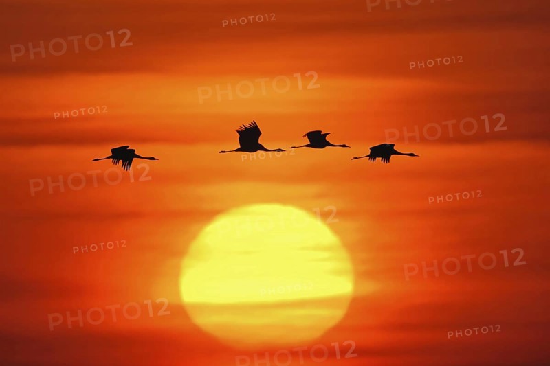 Bird of happiness... Grey crane (Grus grus), silhouettes of flying cranes, birds in front of rising, setting sun, in the dawn, sunset, very atmospheric picture of crane migration, wildlife, native nature, Mecklenburg-Western Pomerania, Germany, Eastern Germany, Western Europe