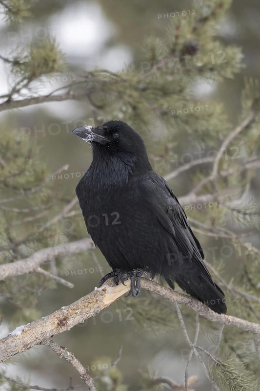 Snow on the beak... Raven (Corvus corax) in winter, largest corvid and largest songbird in the world, larger than buzzard, widespread, common, nature in Yellowstone, Wyoming, Montana, North America, United States of America