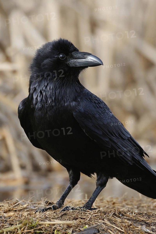 Raven (Corvus corax) sitting in the reeds on the ground on last year's dry grass, looking around, detailed clear close-up of the beautiful raven, blue-black shimmering plumage structures, fine light, harmonious colours, exciting shot due to the bold, attentive look to the side, native nature, Mecklenburg-Western Pomerania, Germany, Western Europe