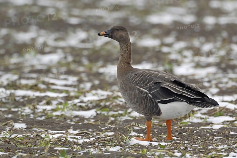 Chocolate brown head, orange beak band... Bean goose (Anser fabalis), wild goose, breeds in Northern Europe and Asia, regular winter visitor in Western Europe, also known as reed goose, stays together with its mate for life, monogamy, monogamy, native nature, Bislicher Insel, Wesel district, Rhineland, Lower Rhine, North Rhine-Westphalia, Germany, Western Europe