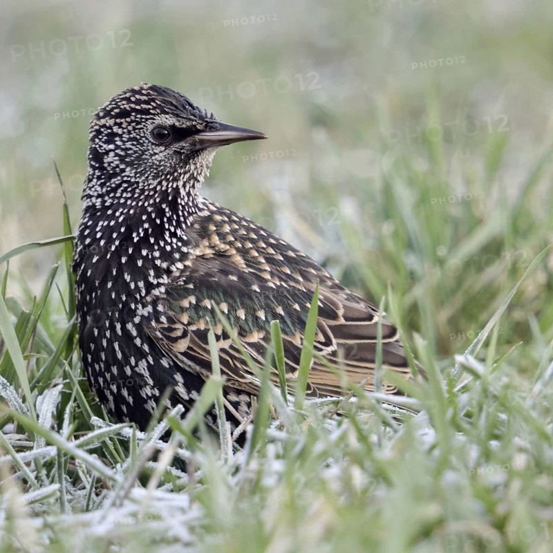 Starling (Sturnus vulgaris) in winter, sitting in frosty grass, turns round, looks back, looks at the flock of starlings, native birdlife, wildlife, native nature, Bislicher Insel, Kreis Wesel, Rhineland, Lower Rhine, North Rhine-Westphalia, Germany, Western Europe