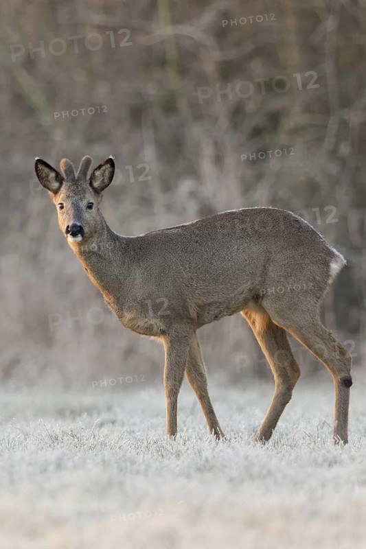 Roe deer (Capreolus capreolus), roebuck in winter, winter coat, velvet antlers, standing at the edge of the forest at sunrise on a snow-covered frosty meadow, eyes, secures, native nature, Bislicher Insel, Wesel district, Rhineland, Lower Rhine, North Rhine-Westphalia, Germany, Western Europe