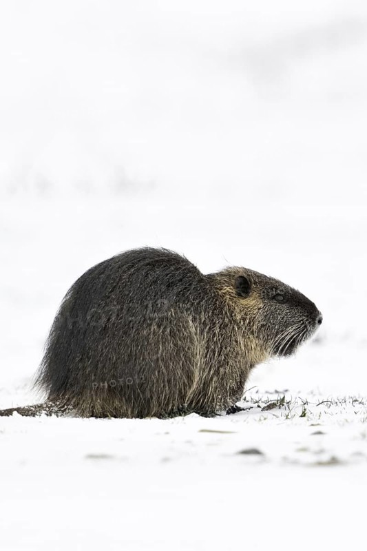 Nutria (Myocastor coypus) in winter, sitting on a snow-covered field, nutria originate from South America, but have also spread widely in Europe as captive refugees, invasive species, neozoa, neozoon, do not cope well with cold, frosty temperatures, wildlife, native nature, Bislicher Insel, Wesel district, Rhineland, Lower Rhine, North Rhine-Westphalia, Germany, Western Europe