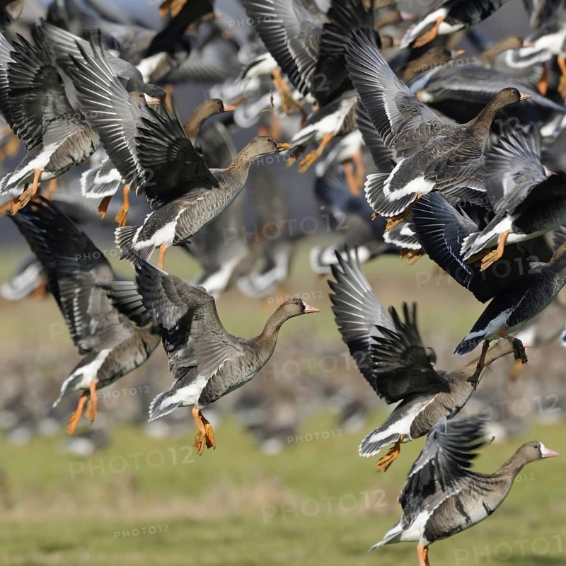 Departure... White-fronted geese (Anser albifrons), arctic wild geese, winter in large numbers in Germany, for example on the Lower Rhine, flying up, flock of birds rises in panic, mass take-off, flies up hectically after disturbance, native nature, Bislicher Insel, Wesel district, Rhineland, Lower Rhine, North Rhine-Westphalia, Germany, Western Europe