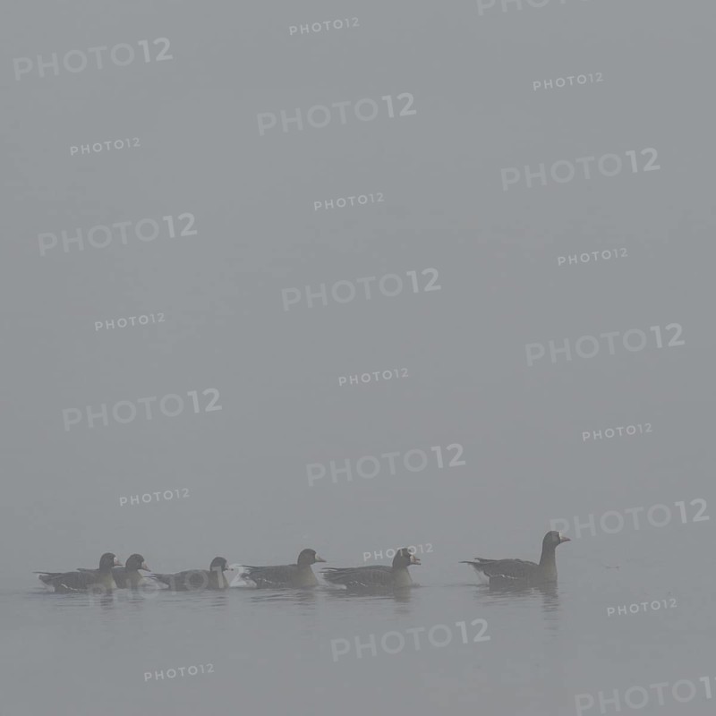 Dreariness... White-fronted geese (Anser albifrons) swimming on a foggy day in winter (cloudy winter day, cold and wet weather) on a body of water on the Lower Rhine, wildlife, local nature, Bislicher Insel, Wesel district, Rhineland, Lower Rhine, North Rhine-Westphalia, Germany, Western Europe
