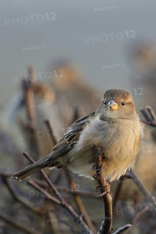 Hedge bird... House sparrow (Passer domesticus), sparrow, house sparrow in winter on a hedge, typical and likeable sight in many rural areas and also cities, native nature, Bislicher Insel, Wesel district, Rhineland, Lower Rhine, North Rhine-Westphalia, Germany, Western Europe