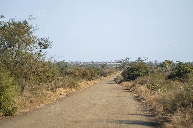 Gravel track through savannah overgrown with bushes, Kruger National Park, South Africa