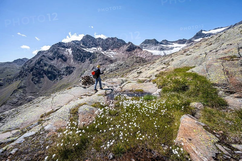 Mountaineer on hiking trail, rocky mountain landscape with cotton grass, behind Königshofspitz, Schwarzwandspitz and glacier Ãœbeltalferner, descent from the summit Roter Grat, Stubai Alps, South Tyrol, Italy