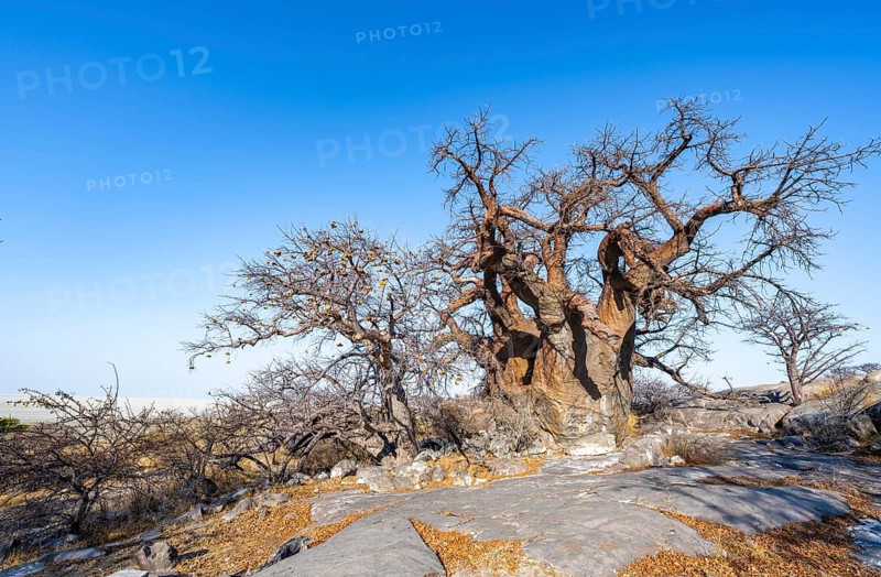 African baobab or baobab tree (Adansonia digitata), several trees, Kubu Island (Lekubu), Sowa Pan, Makgadikgadi salt pans, Botswana