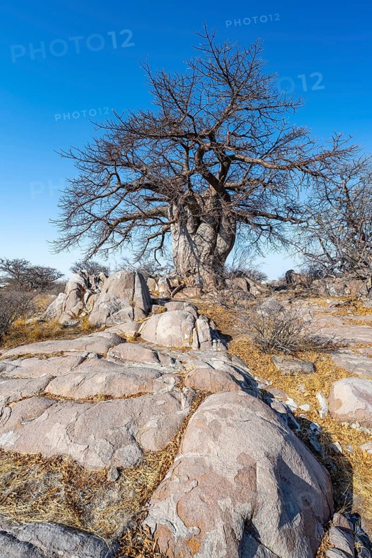 African baobab or baobab tree (Adansonia digitata), between round rocks, Kubu Island (Lekubu), Sowa Pan, Makgadikgadi salt pans, Botswana