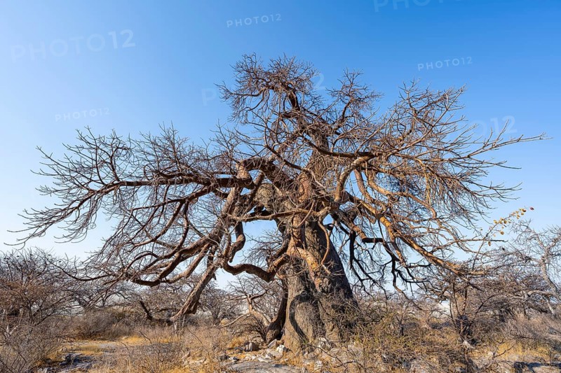 Large baobab tree, African baobab or baobab tree (Adansonia digitata), Kubu Island (Lekubu), Sowa Pan, Makgadikgadi salt pans, Botswana