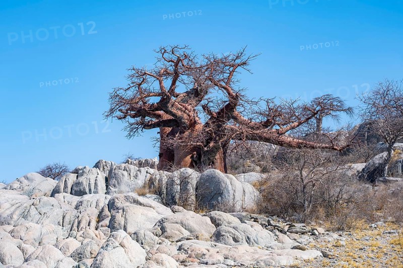 African baobab or baobab tree (Adansonia digitata), between round rocks, Kubu Island (Lekubu), Sowa Pan, Makgadikgadi salt pans, Botswana