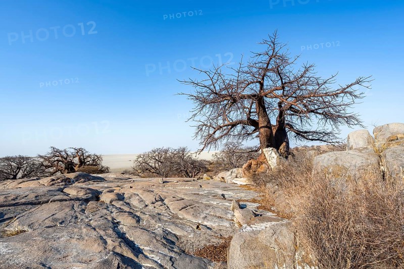 African baobab or baobab tree (Adansonia digitata), several trees overlooking the salt pan, Kubu Island (Lekubu), Sowa Pan, Makgadikgadi Salt Pans, Botswana