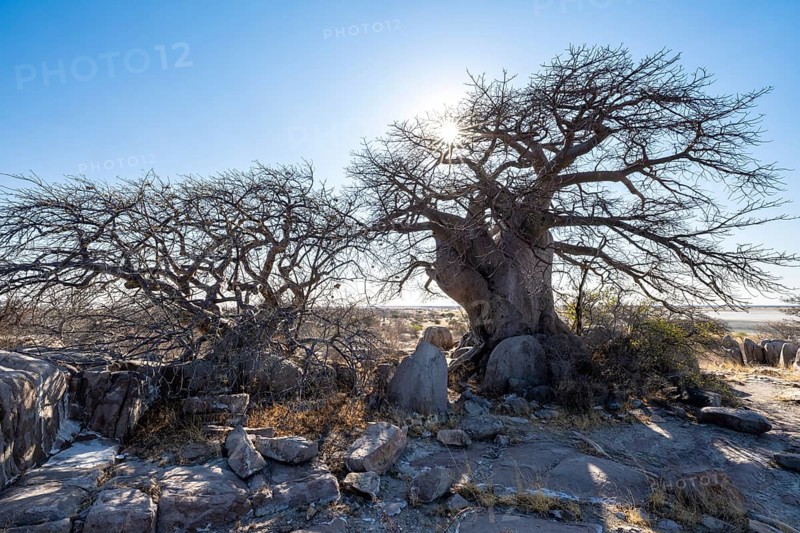 African baobab or baobab tree (Adansonia digitata), several trees with sun star, Kubu Island (Lekubu), Sowa Pan, Makgadikgadi salt pans, Botswana