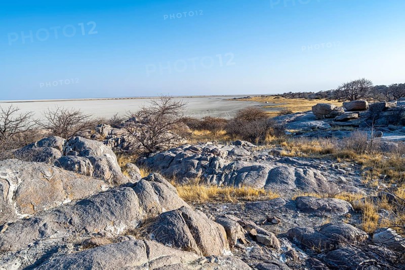 African baobab or baobab tree (Adansonia digitata), overlooking the salt pan, Kubu Island (Lekubu), Sowa Pan, Makgadikgadi Salt Pans, Botswana