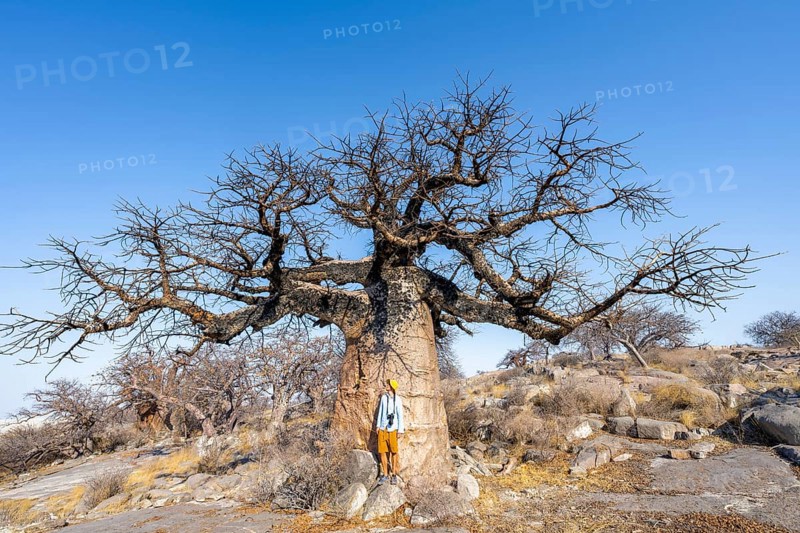 Tourist standing in front of a large baobab, African baobab or baobab tree (Adansonia digitata), Kubu Island (Lekubu), Sowa Pan, Makgadikgadi salt pans, Botswana