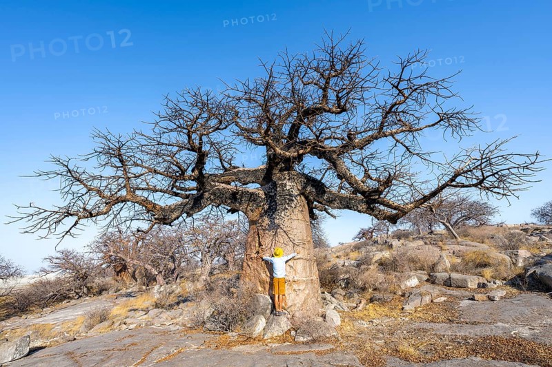 Tourist hugging a large baobab, African baobab or baobab tree (Adansonia digitata), Kubu Island (Lekubu), Sowa Pan, Makgadikgadi salt pans, Botswana