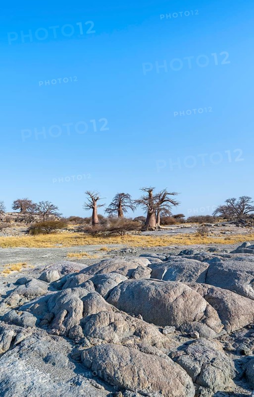 African baobab or baobab tree (Adansonia digitata), several trees, Kubu Island (Lekubu), Sowa Pan, Makgadikgadi salt pans, Botswana
