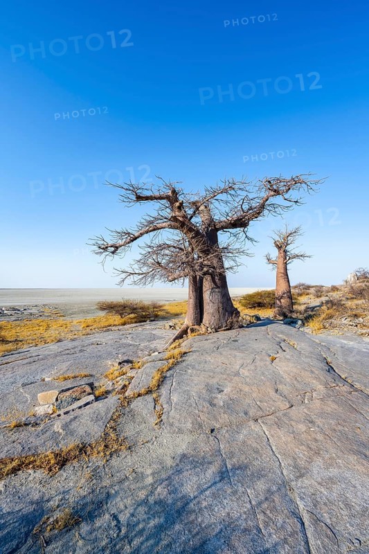 African baobab or baobab tree (Adansonia digitata), several trees overlooking the salt pan, Kubu Island (Lekubu), Sowa Pan, Makgadikgadi Salt Pans, Botswana