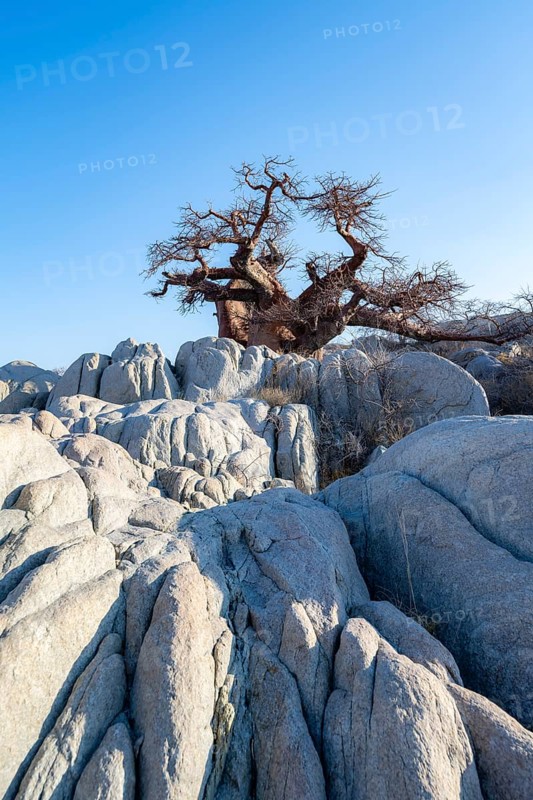 African baobab or baobab tree (Adansonia digitata), baobab between round rocks, Kubu Island (Lekubu), Sowa Pan, Makgadikgadi salt pans, Botswana