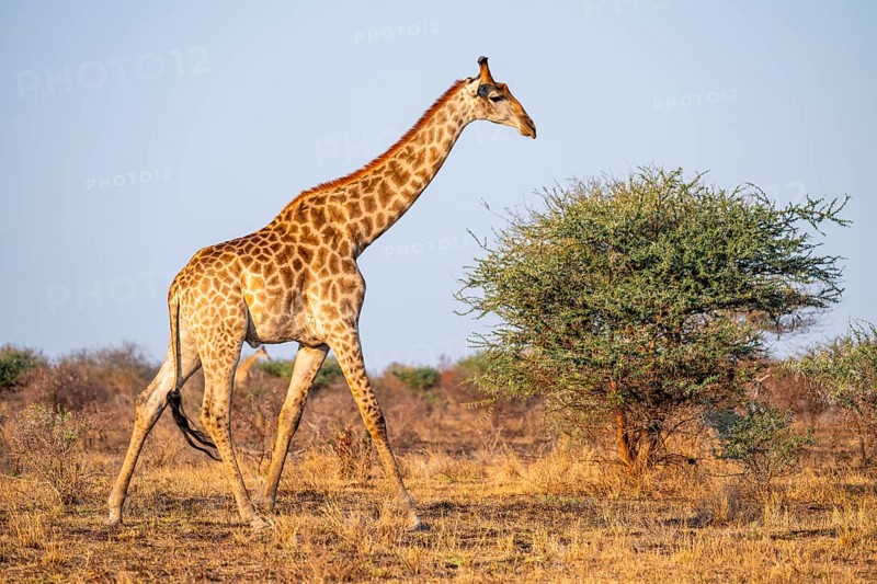 Cape giraffe (Giraffa giraffa giraffa) in the savannah in the evening light, Kruger National Park, South Africa