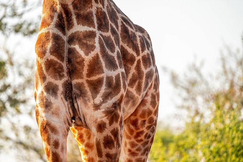 Cape giraffe (Giraffa giraffa giraffa) eating young leaves of an acacia tree, detail of the body with fur pattern, Kruger National Park, South Africa