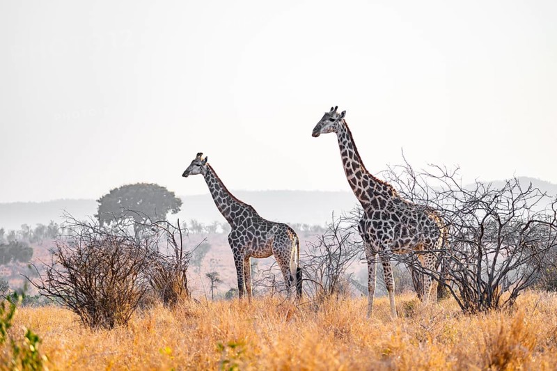 Cape giraffe (Giraffa giraffa giraffa) two animals in the savannah, Kruger National Park, South Africa