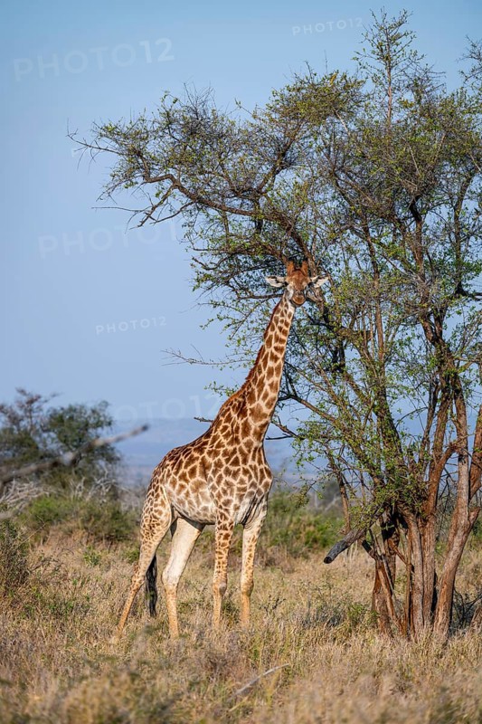 Cape giraffe (Giraffa giraffa giraffa) in the savannah, Kruger National Park, South Africa
