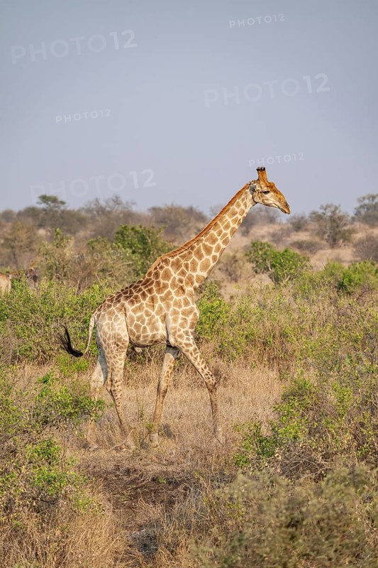 Cape giraffe (Giraffa giraffa giraffa) in the savannah in the evening light, Kruger National Park, South Africa