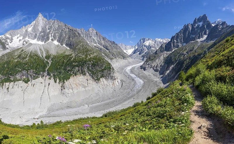 Picturesque mountain landscape with blooming alpine roses, imposing mountain peaks and glaciers, Grand Balcon Nord hiking trail, Mer de Glace glacier tongue, Grandes Jorasses at the back, Mont Blanc massif, Montenvers, Chamonix, Haute-Savoie, France