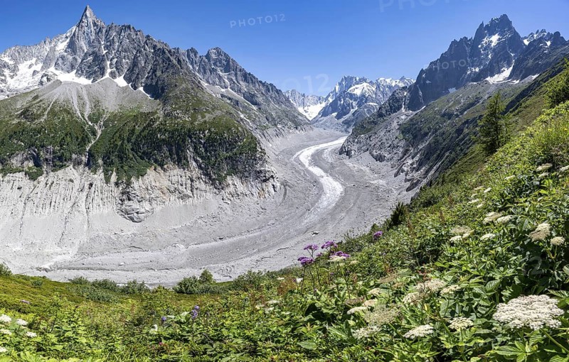 Picturesque mountain landscape with blooming alpine flowers, imposing mountain peaks and glaciers, Grand Balcon Nord, glacier tongue Mer de Glace, behind Grandes Jorasses, Mont Blanc massif, Montenvers, Chamonix, Haute-Savoie, France