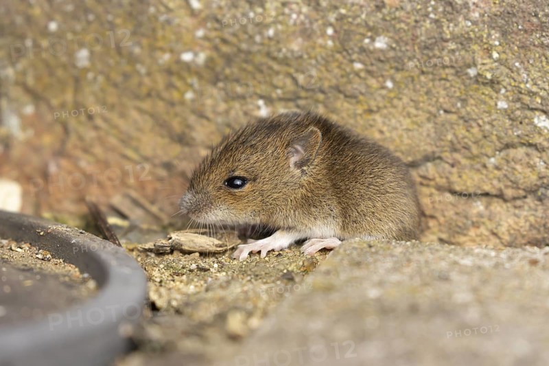 Brown rat (Rattus norvegicus) juvenile baby rodent animal emerging from a hole in an urban building, England, United Kingdom