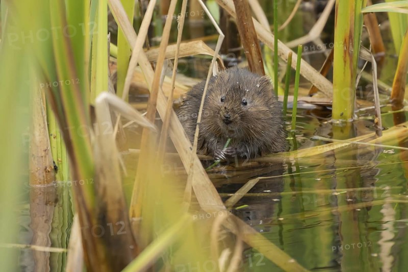 Water vole (Arvicola amphibius) adult rodent animal feeding amongst reeds in a pond in summer, Suffolk, England, United Kingdom