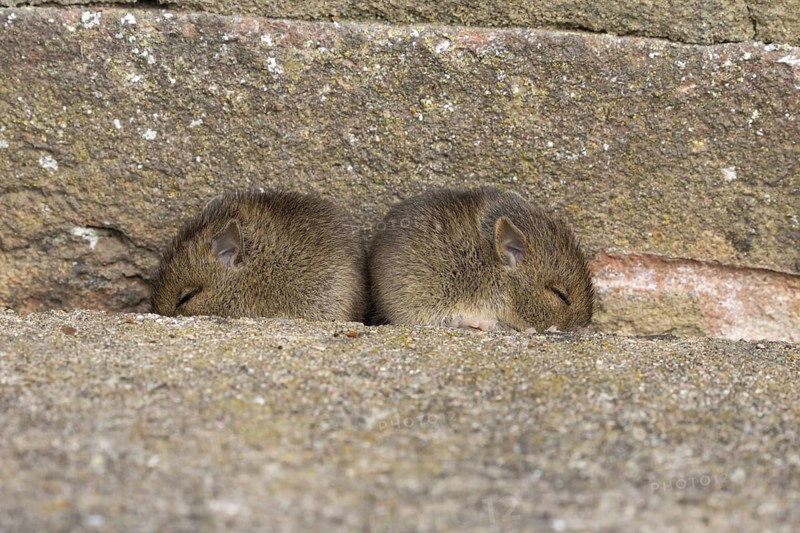 Brown rat (Rattus norvegicus) two juvenile baby rodent animals sleeping by a hole in an urban building, England, United Kingdom