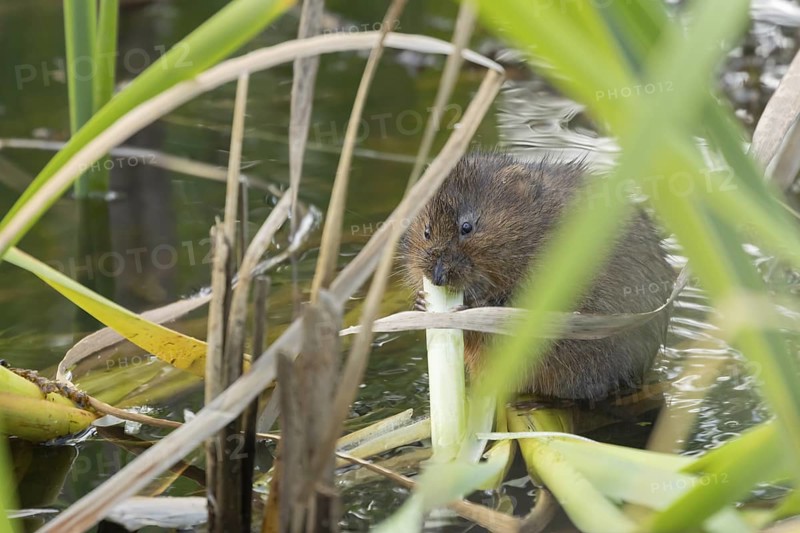 Water vole (Arvicola amphibius) adult rodent animal feeding on a reed leaf in a pond in summer, Suffolk, England, United Kingdom