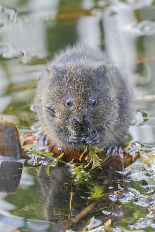 Water vole (Arvicola amphibius) adult rodent animal feeding on pond weed in a reedbed in summer, Suffolk, England, United Kingdom