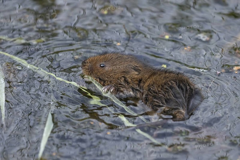 Water vole (Arvicola amphibius) adult rodent animal swimming in a pond in summer, Suffolk, England, United Kingdom