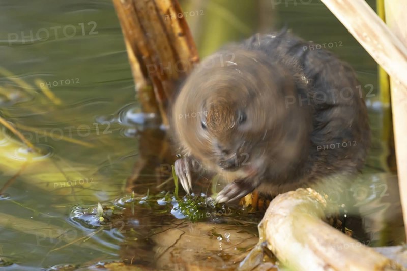 Water vole (Arvicola amphibius) adult rodent animal shaking its head while feeding on pond weed in a reedbed in summer, Suffolk, England, United Kingdom