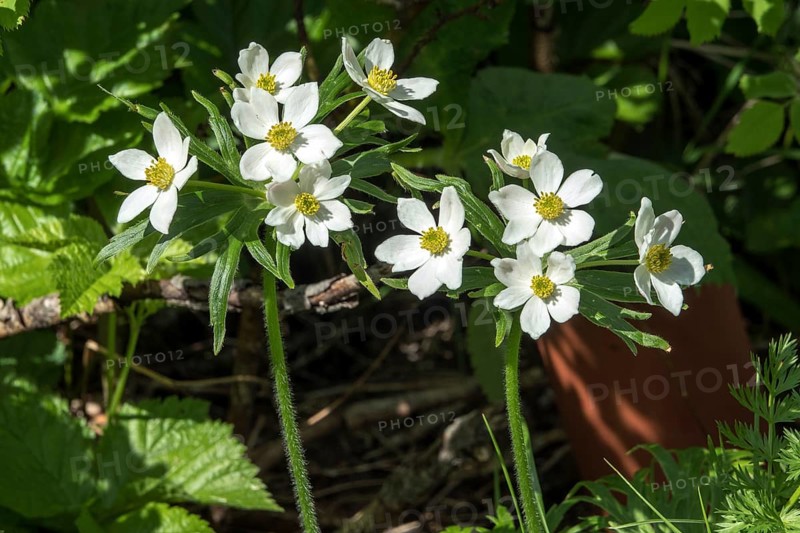 Narcissus anemone (Anemone narcissiflora), also known as Narcissus anemone, Oberstdorf, OberallgÃ¤u, AllgÃ¤u, Bavaria, Germany