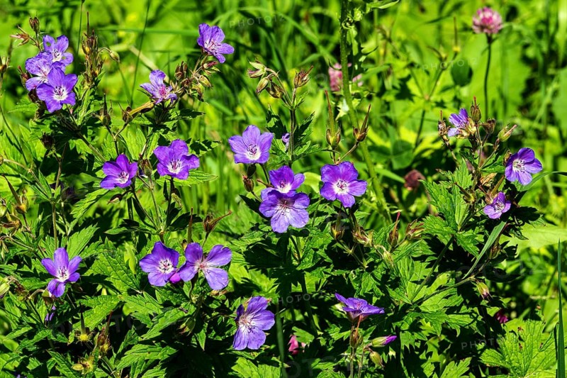 Meadow cranesbill (Geranium pratense), also known as blue cranesbill, Oberstdorf, OberallgÃ¤u, AllgÃ¤u, Bavaria, Germany