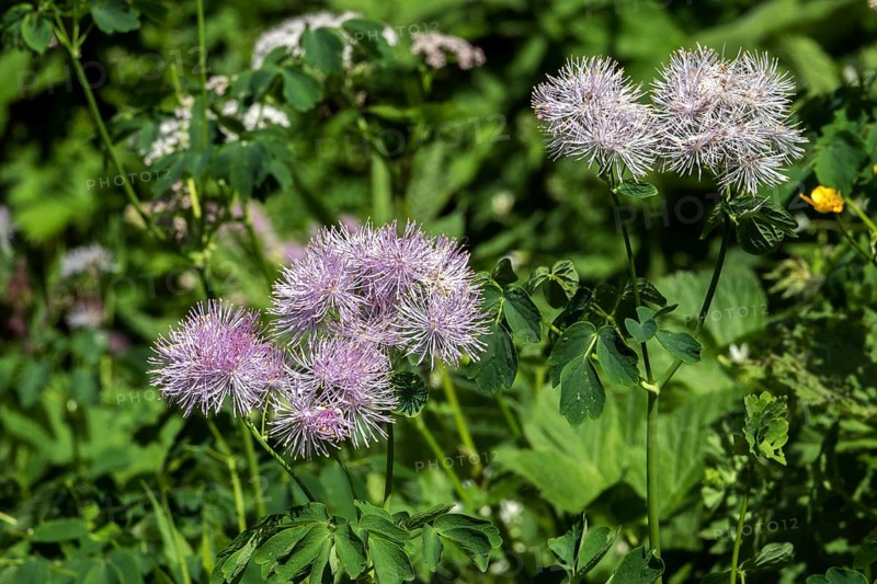 Greater meadow-rue (Thalictrum aquilegiifolium), also known as Amstel's rue, Oberstdorf, OberallgÃ¤u, AllgÃ¤u, Bavaria, Germany