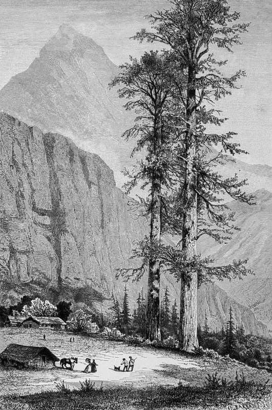 Giant spruce trees in California, mountain landscape, Rocky Mountains, wooden huts, horse, inhabitants, botany, North America, historical illustration 1888