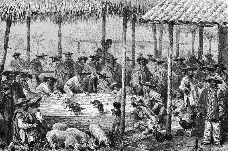 Cockfight in Jamaica, natives with hat, traditional traditional costume, competition, straw hut, arena, sun protection, pigs, Caribbean Sea, South America, historical illustration 1888