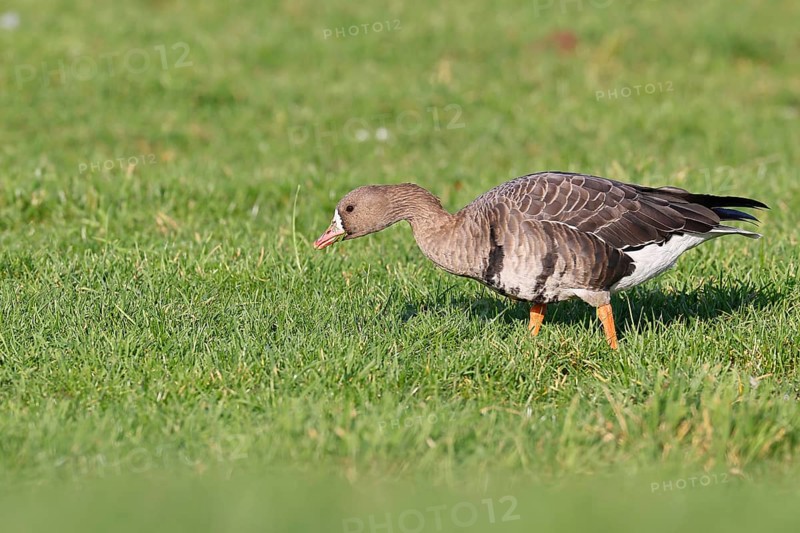 White-fronted goose (Anser albifrons), grazing, feeding in the wintering area in a meadow, wildlife, Bislicher Insel nature reserve, Xanten, Lower Rhine, North Rhine-Westphalia, Germany
