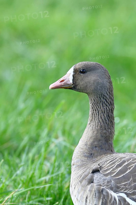 White-fronted goose (Anser albifrons), standing in a meadow in the wintering area, animal portrait, wildlife, Bislicher Insel nature reserve, Xanten, Lower Rhine, North Rhine-Westphalia, Germany