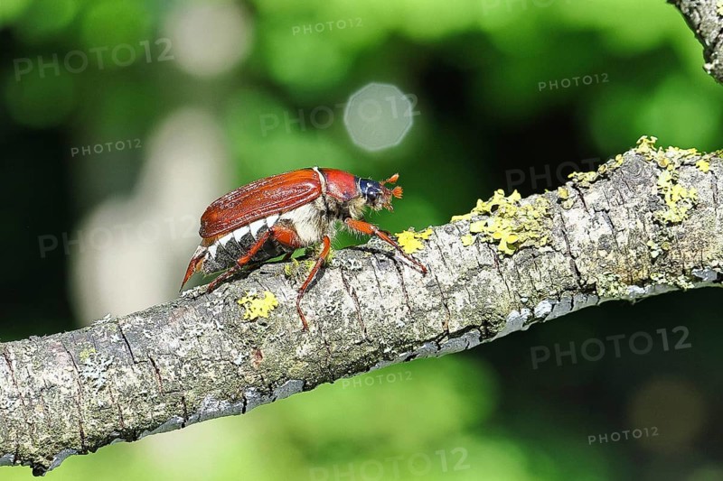 May beetle, wood cockchafer (Melolontha hippocastani), female, on a branch covered with lichen, close-up, Wilnsdorf, North Rhine-Westphalia, Germany