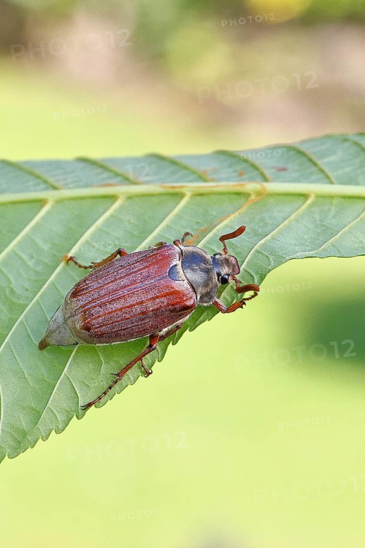 May beetle, wood cockchafer (Melolontha hippocastani), male, on leaf of a horse chestnut (Aesculus hippocastanum), close-up, Wilnsdorf, North Rhine-Westphalia, Germany