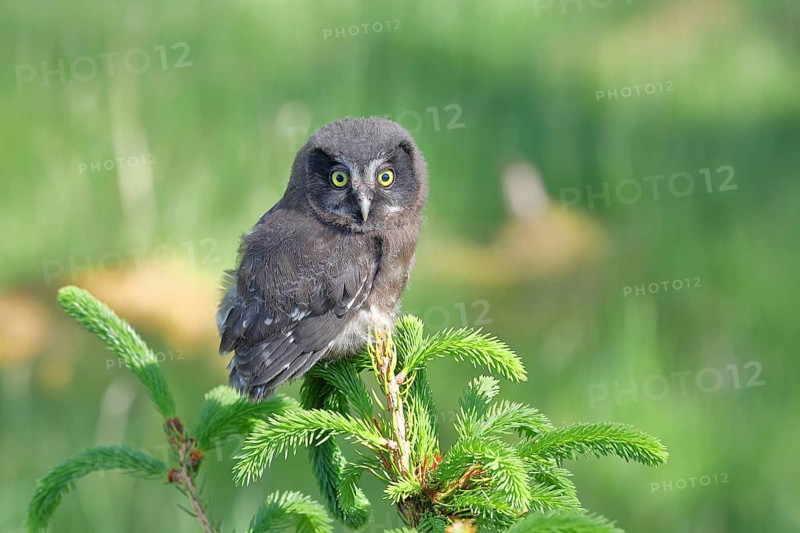 Great horned owl (Aegolius funereus), young bird sitting on the top of a spruce, European spruce (Picea abies), Wilnsdorf, North Rhine-Westphalia, Germany